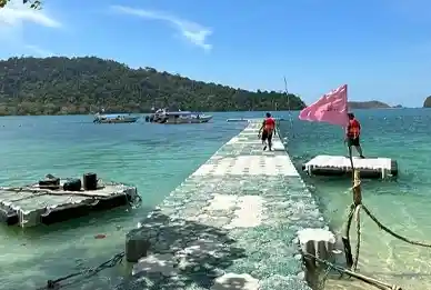 Mangrove Tour