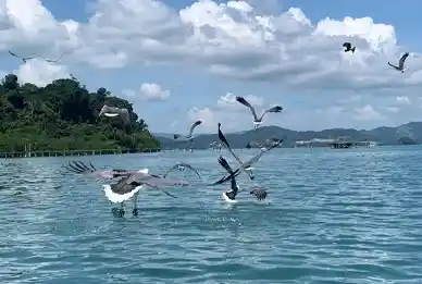 Island Hopping