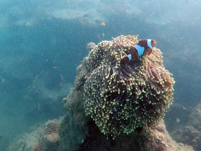 Underwater view, snorkelling at Kentut Island during jet ski tour, Langkawi