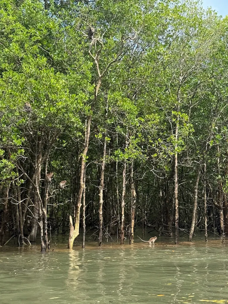 Mangrove trees on jet ski tour, Langkawi
