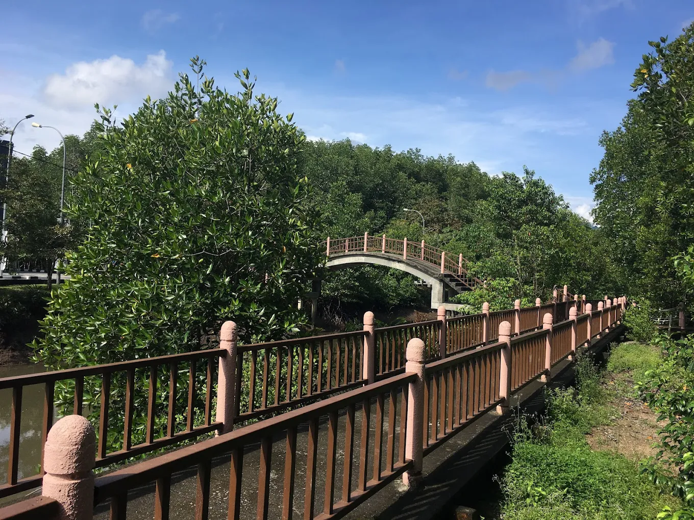 Mangrove trees boardwalk