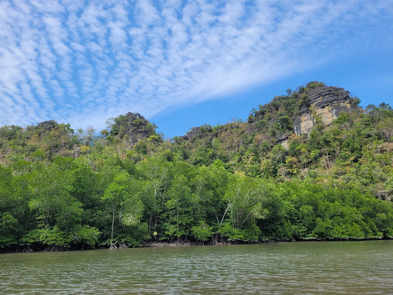 Mangrove trees on the river bank.
